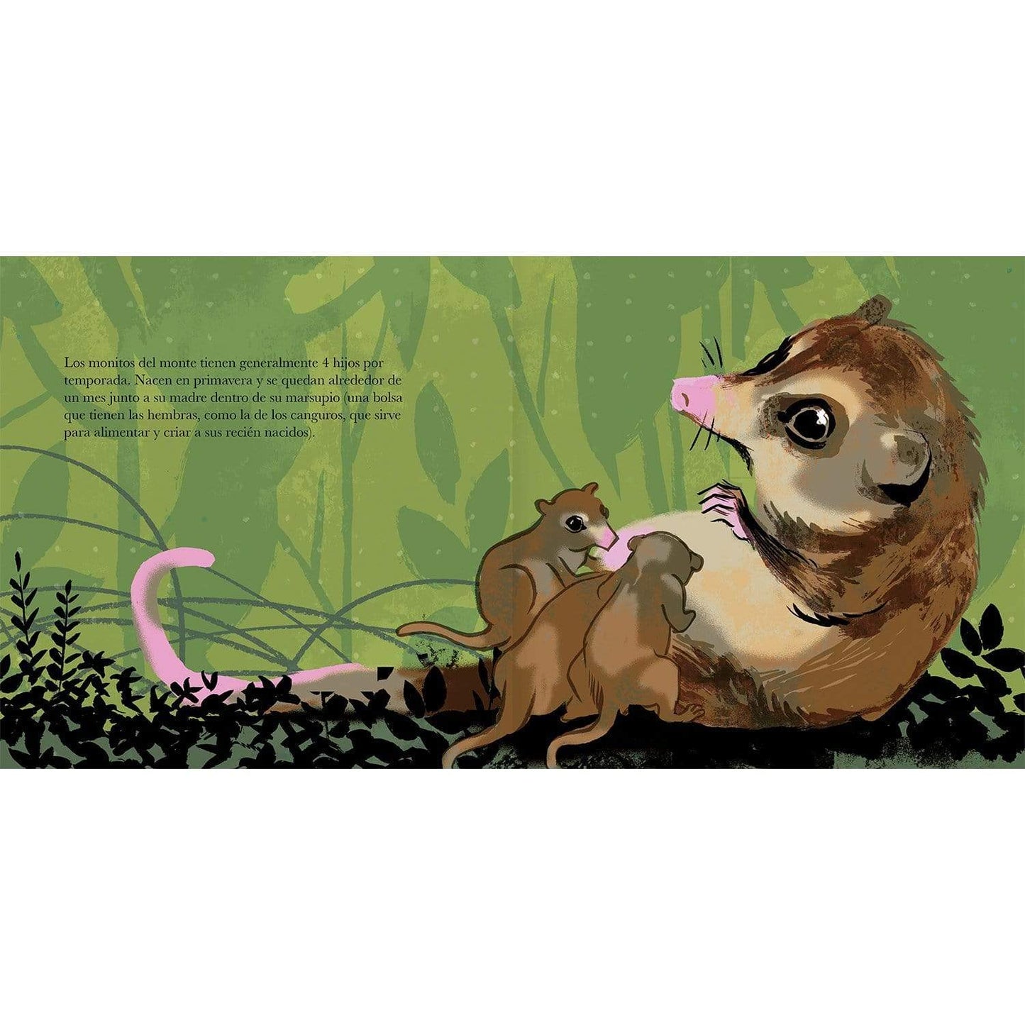 El monito del monte