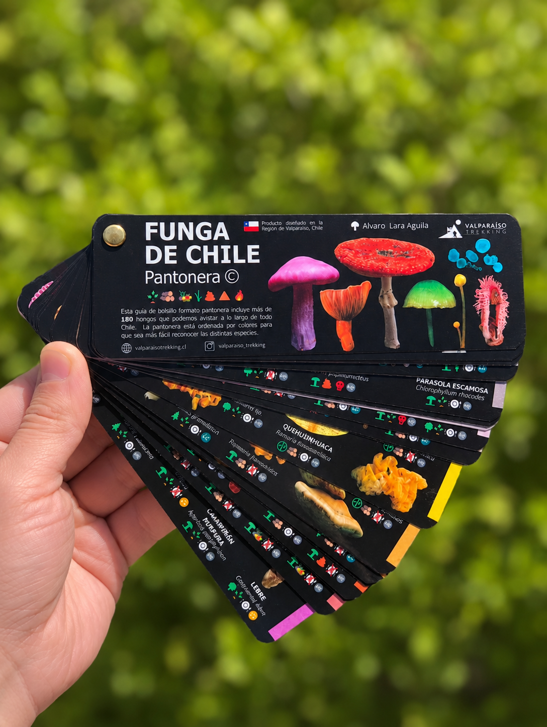 Pantonera Funga de Chile