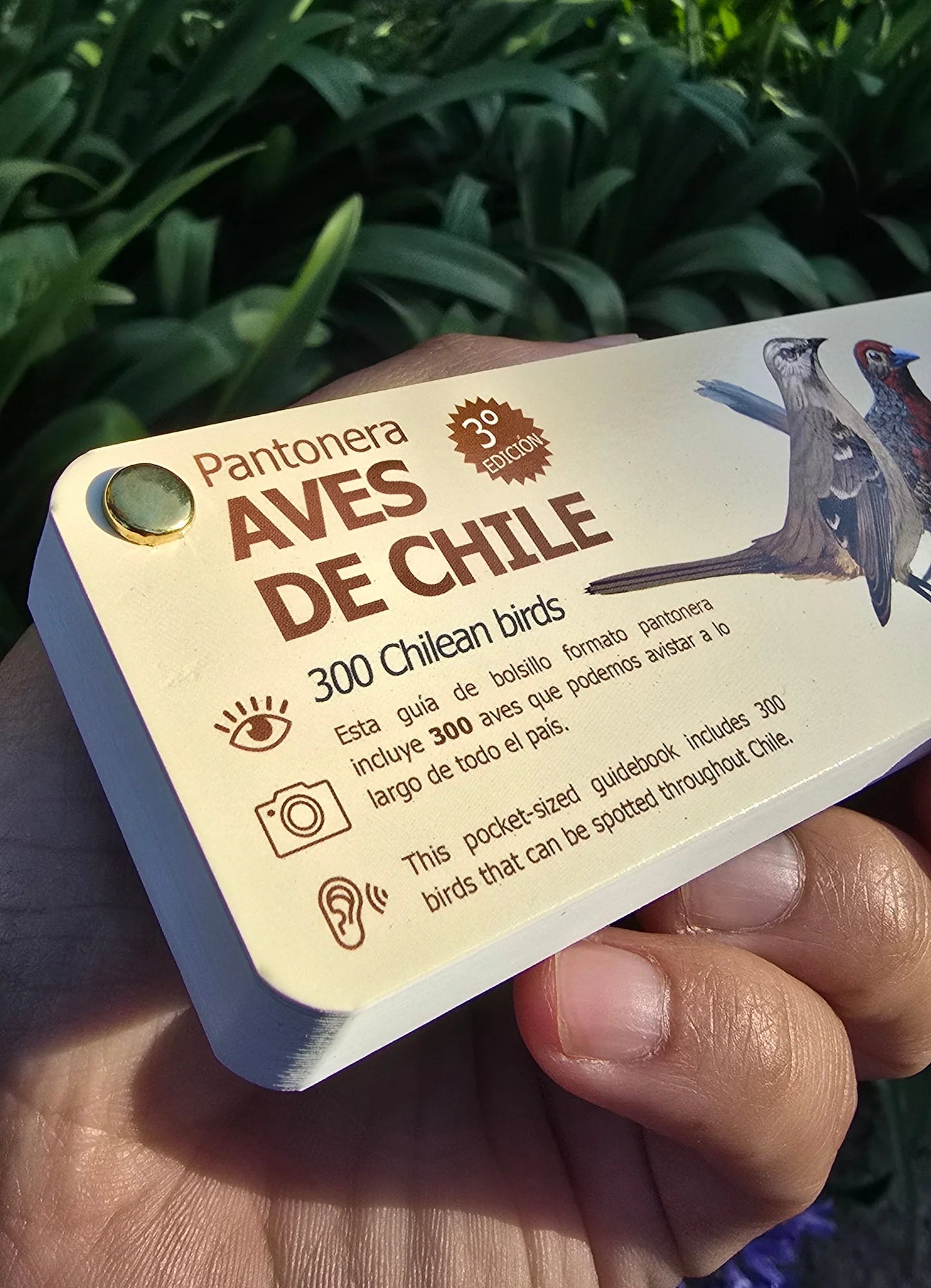 Pantonera Aves de Chile