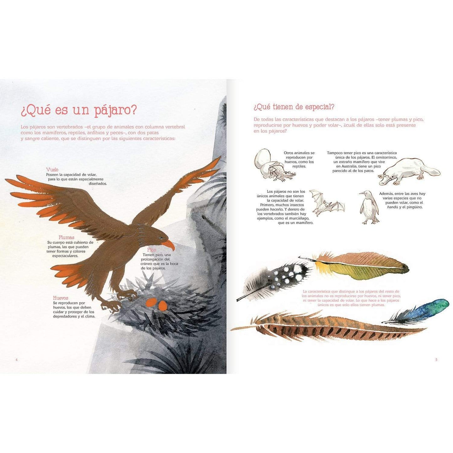 Vuelo de pájaros americanos