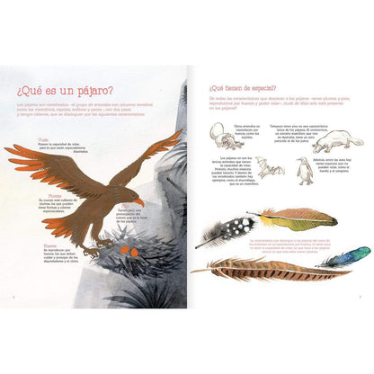 Vuelo de pájaros americanos