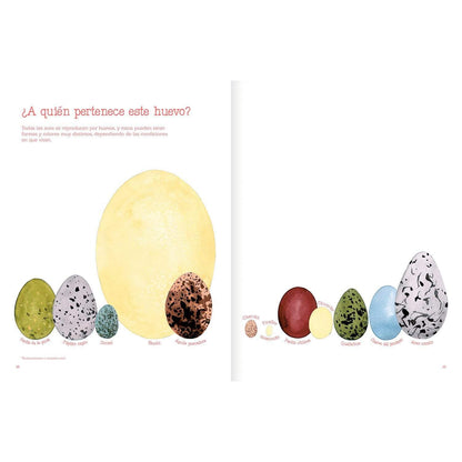 Vuelo de pájaros americanos