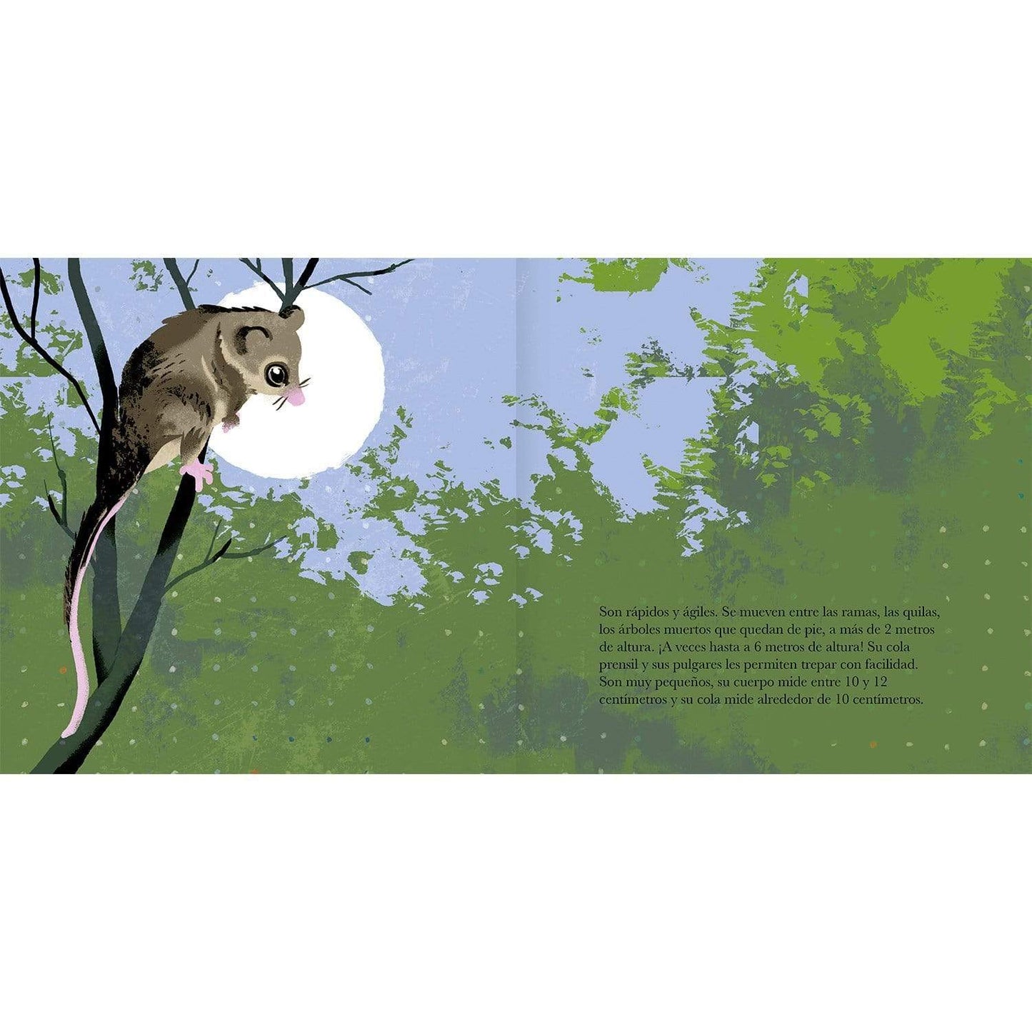 El monito del monte