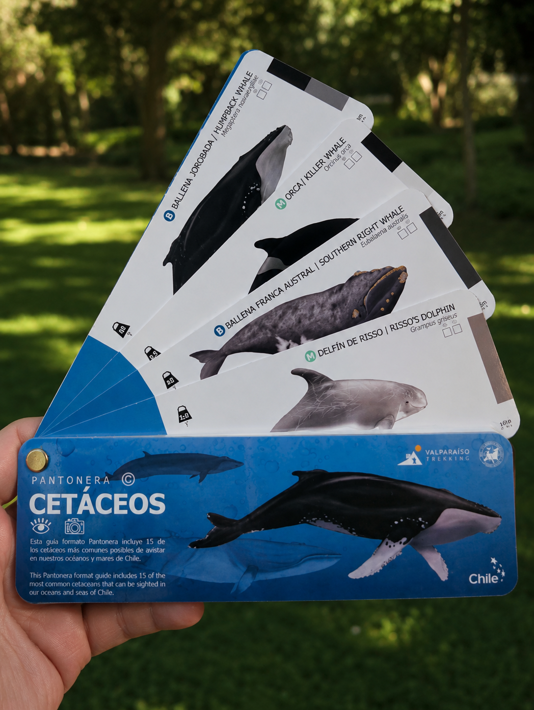 Pantonera Cetáceos