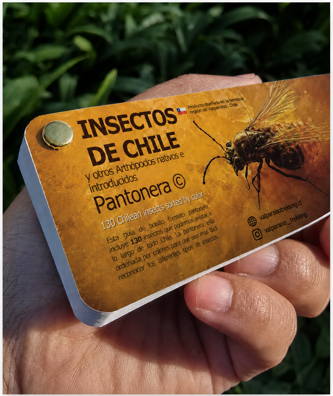 Pantonera Insectos de Chile