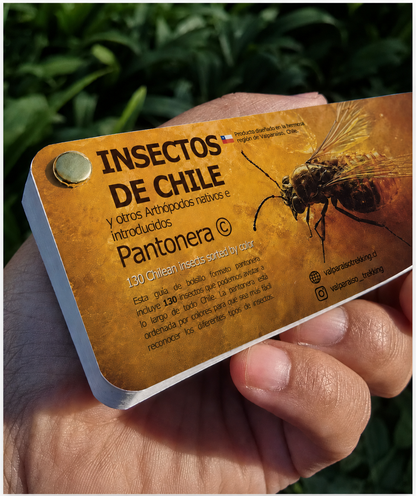 Pantonera Insectos de Chile