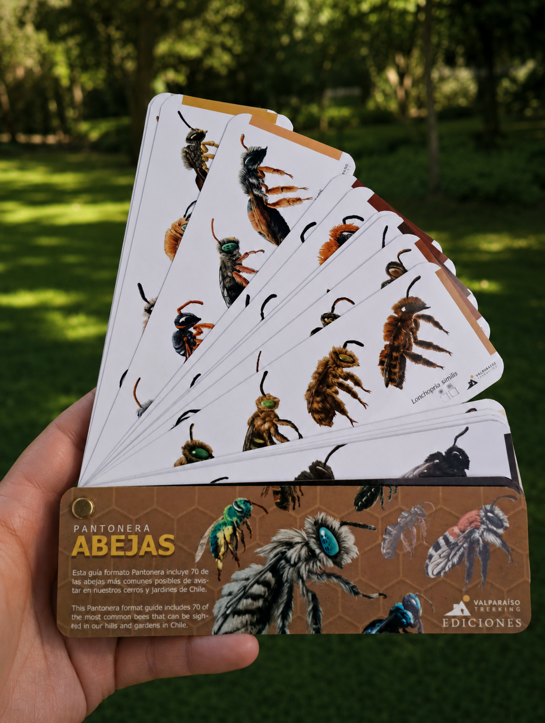 Pantonera doble: Abejas & Flores silvestres