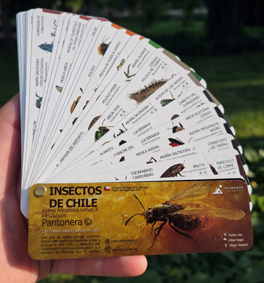 Pantonera Insectos de Chile